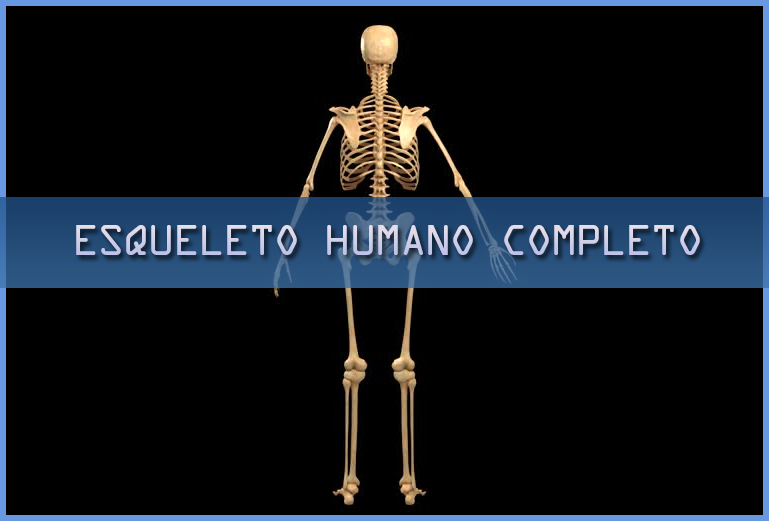 Esqueleto humano completo
