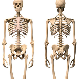 Esqueletos y huesos humanos