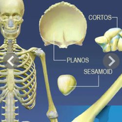 Esqueleto humano huesos